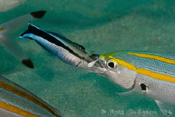 Deep Throat, a Cleaner Wrasse tickling the tonsils of a B... by Ross Gudgeon 